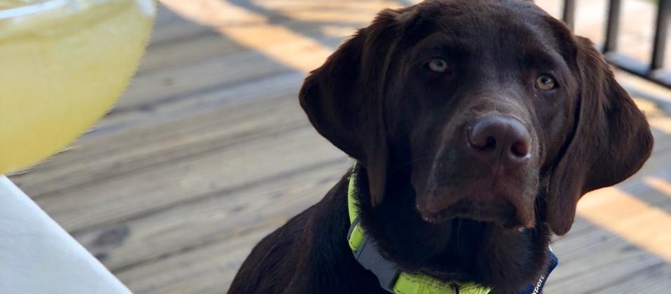 Dog Friendly Ocean View, DE