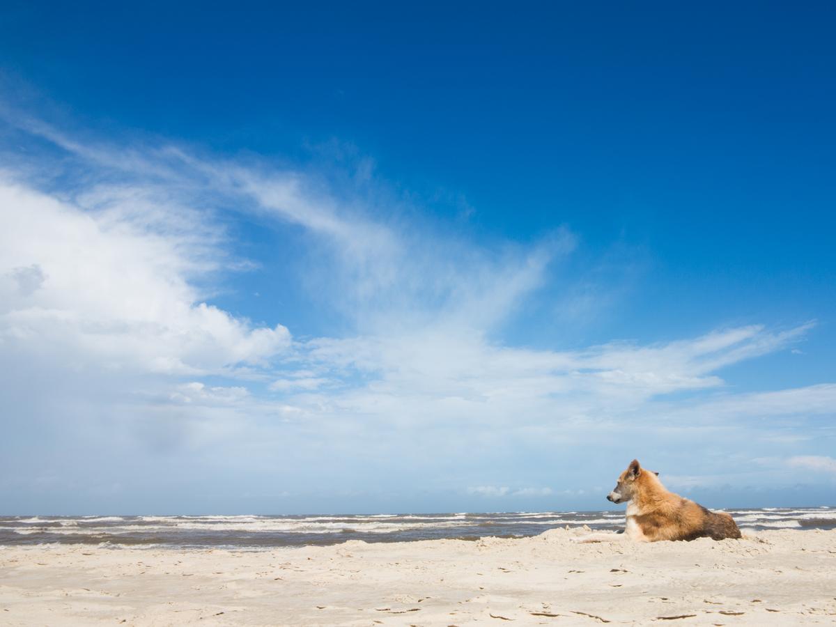 Dog Lies on the Beach with Blue Skies
