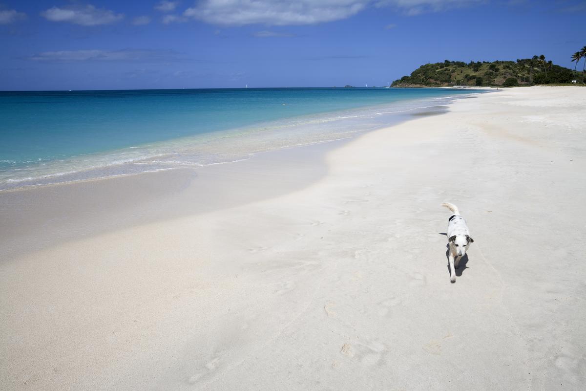 Dog Runs Along Turquoise Beach