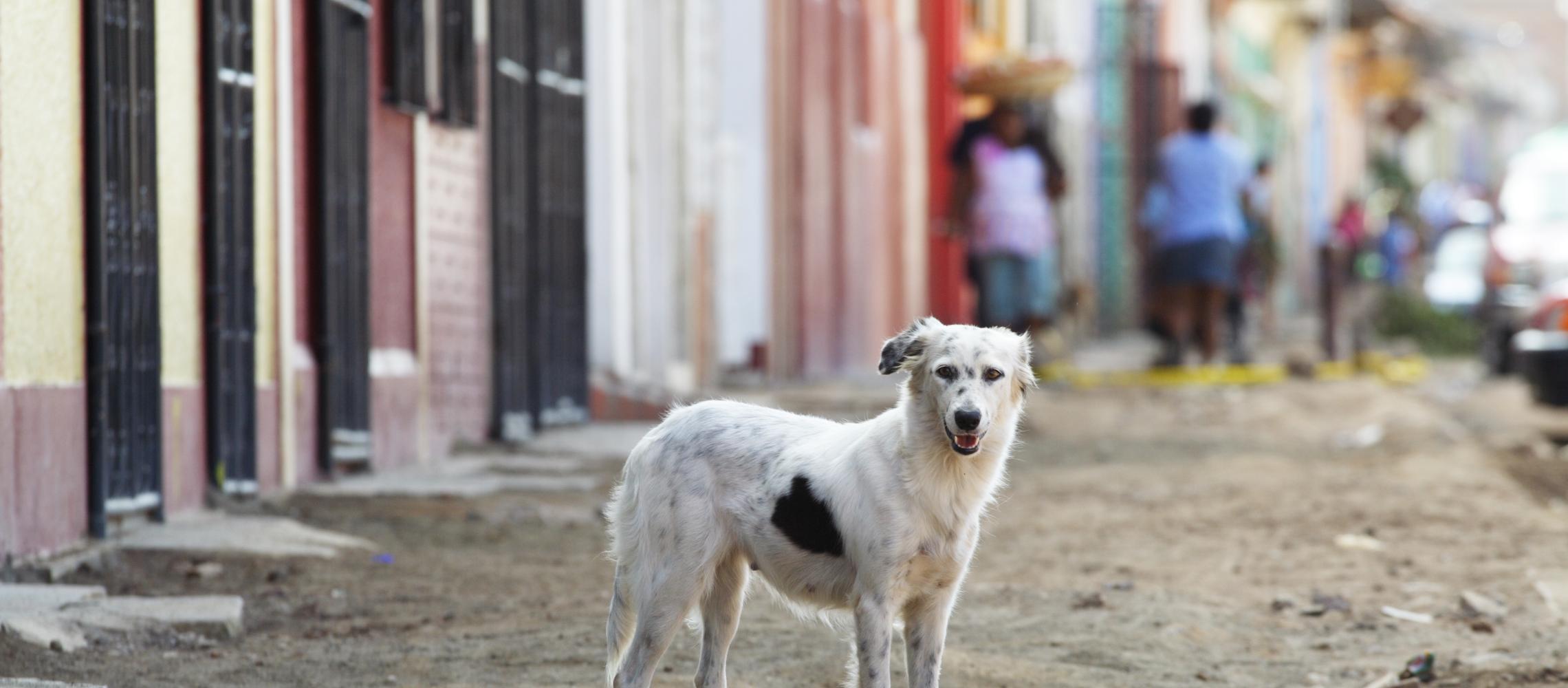 Dog Friendly Nicaragua