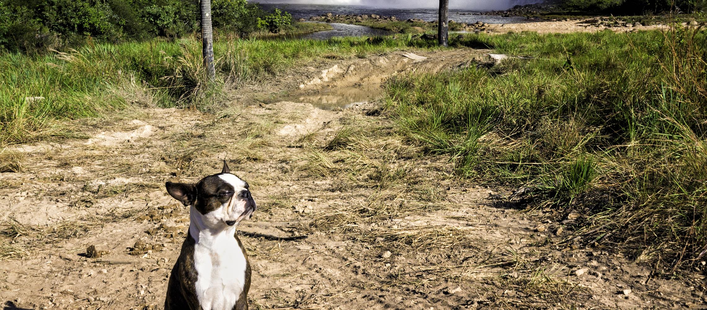 Dog Friendly Venezuela