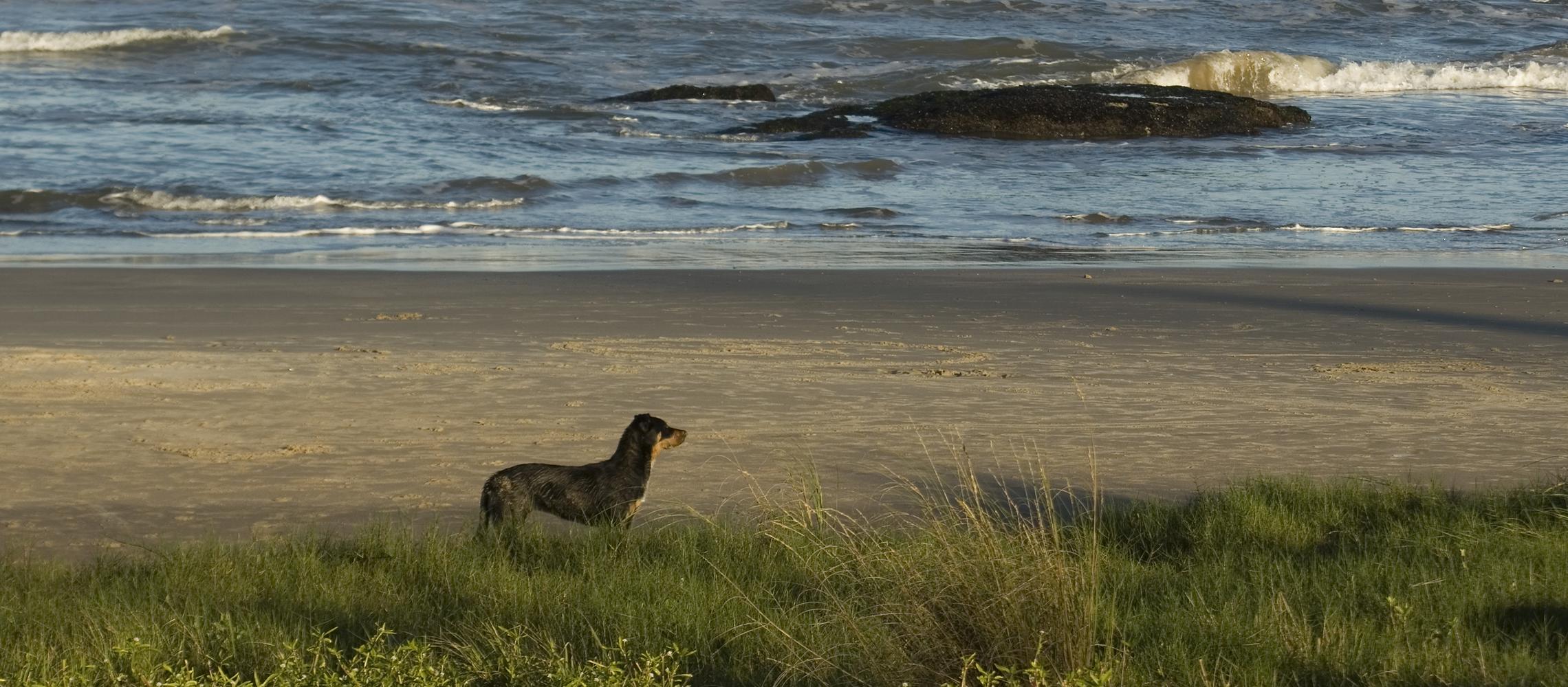 Dog Friendly Uruguay