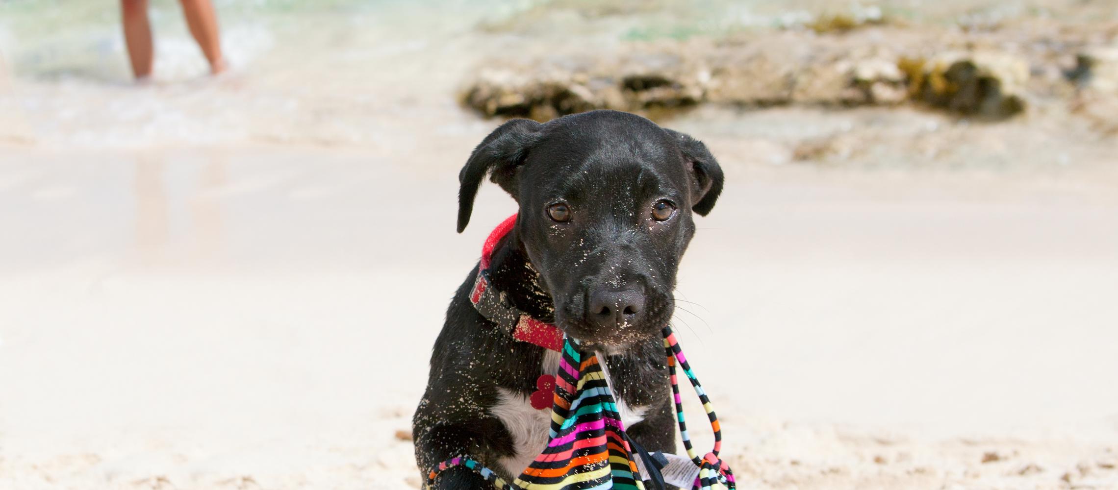 Dog Friendly British Virgin Islands