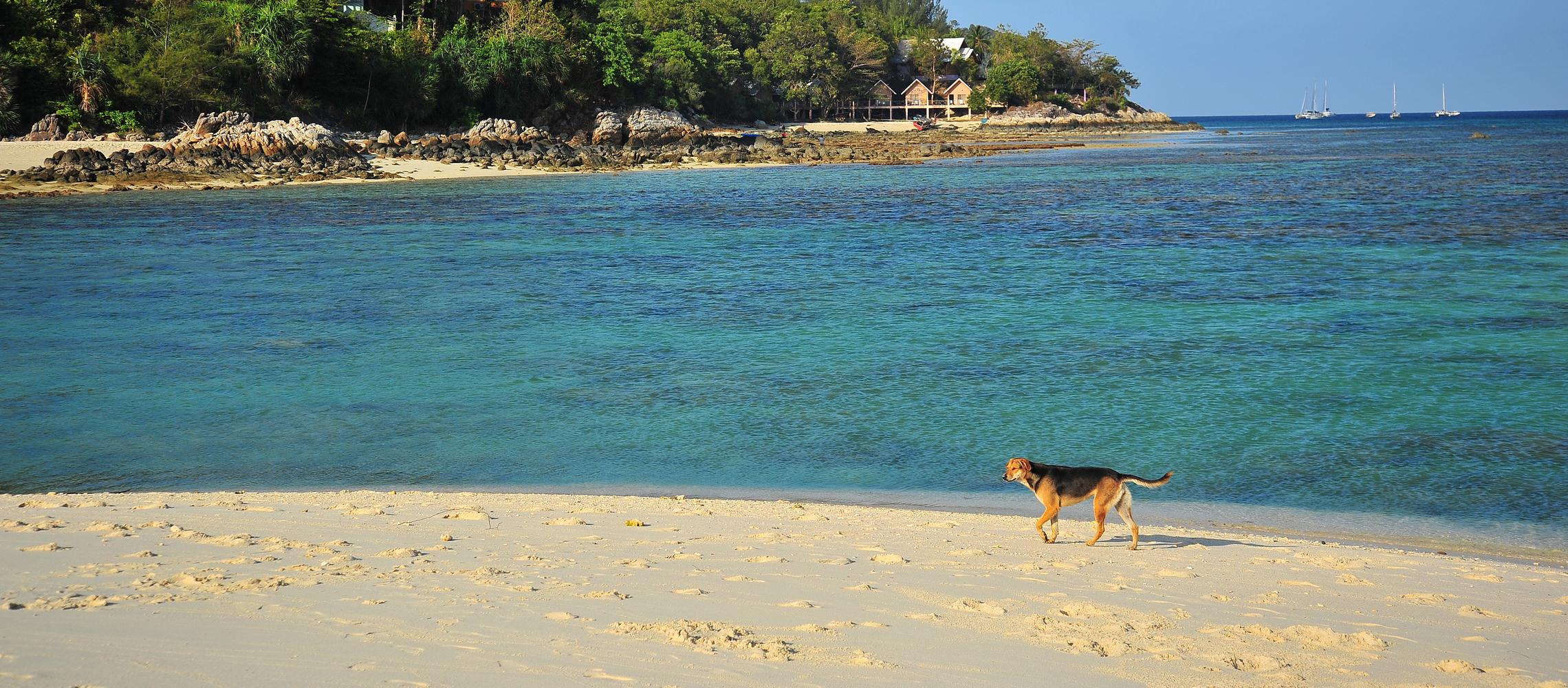 Dog Friendly Dominica