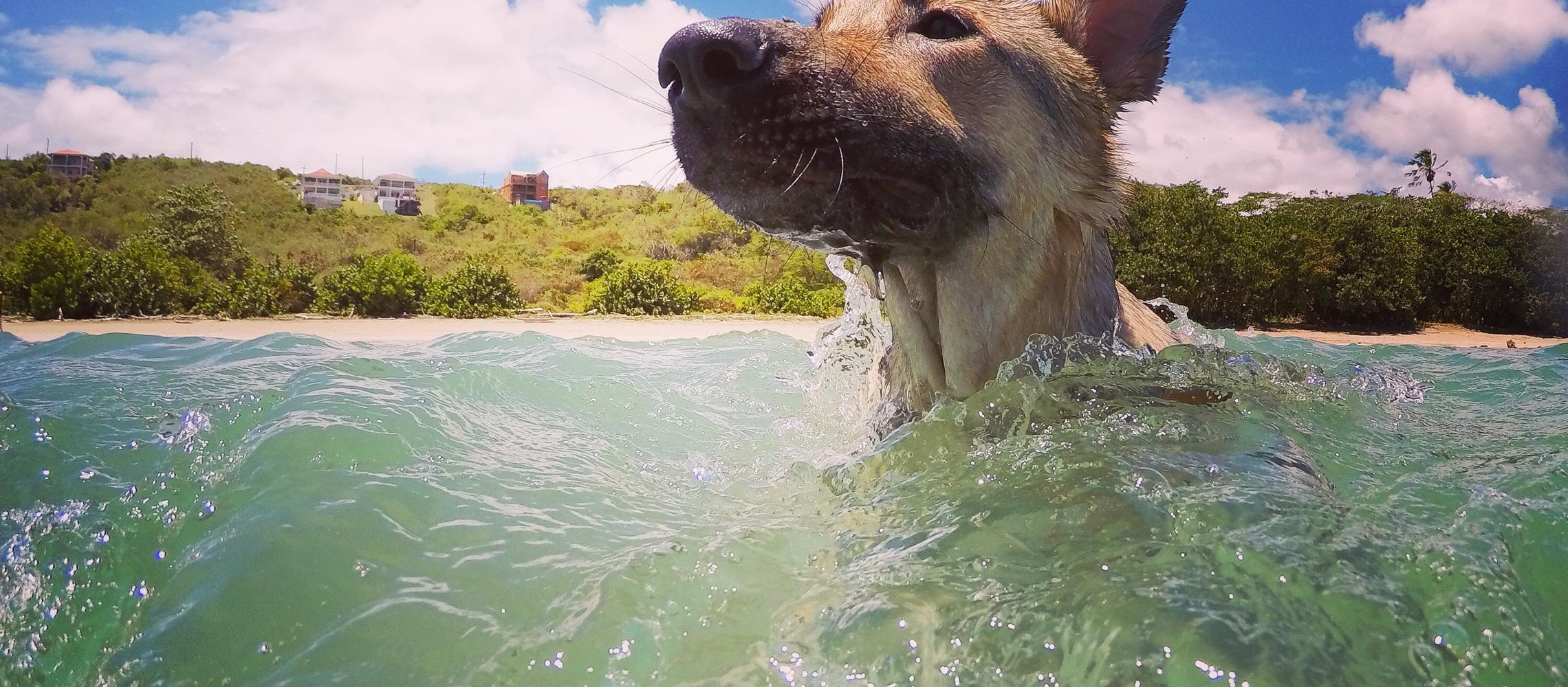 Dog Friendly Grenada