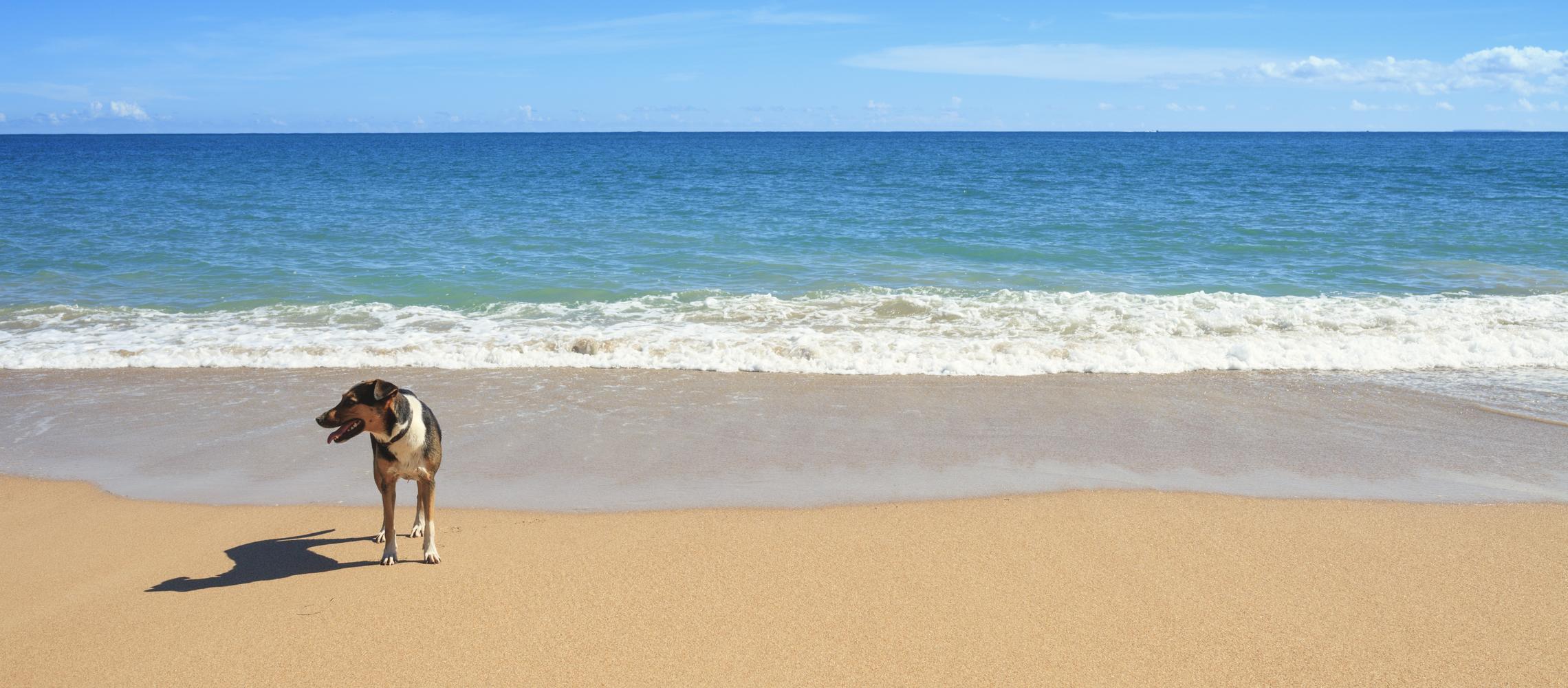 Dog Friendly Guadeloupe