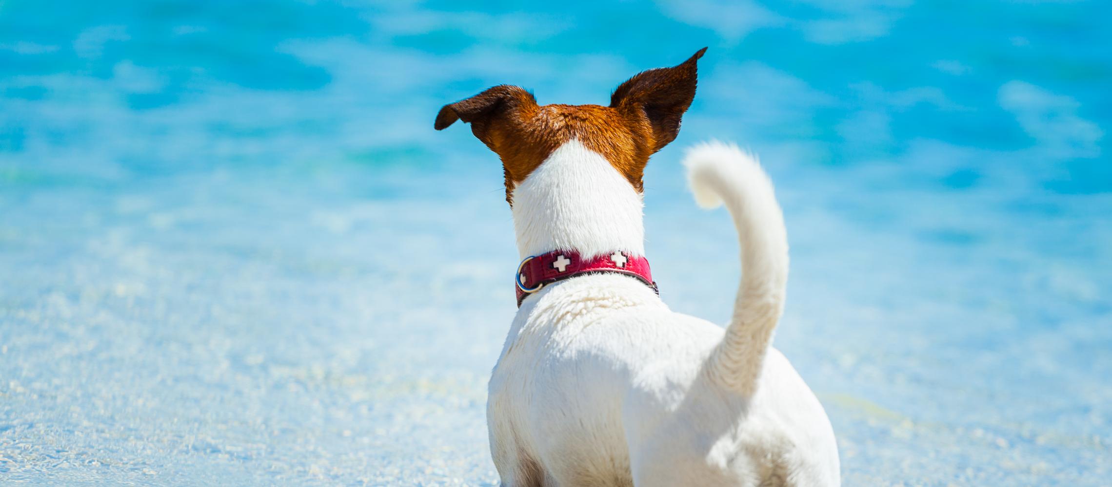Dog Friendly Martinique