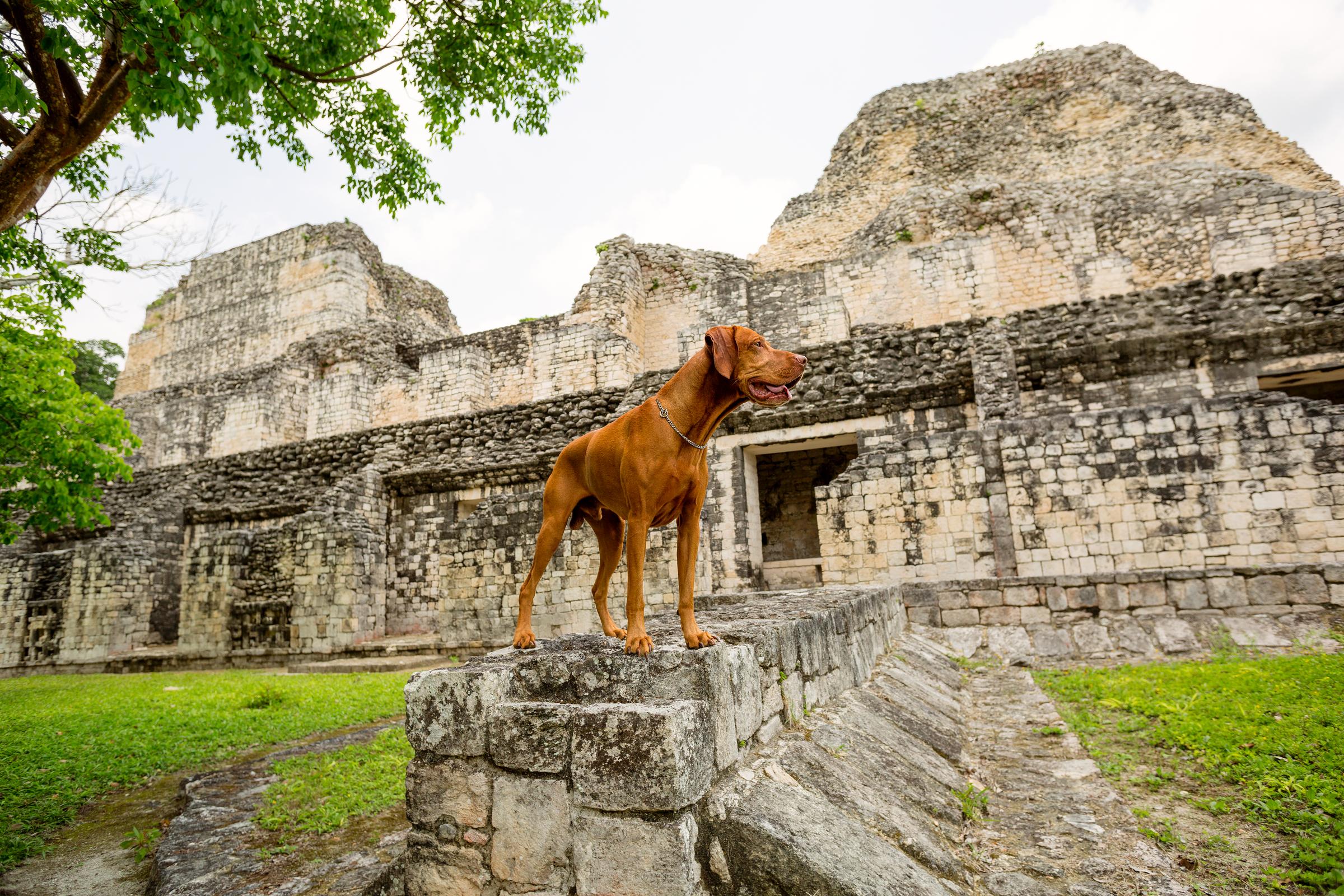 Dog on Mayan Ruins ⋆ BringFido
