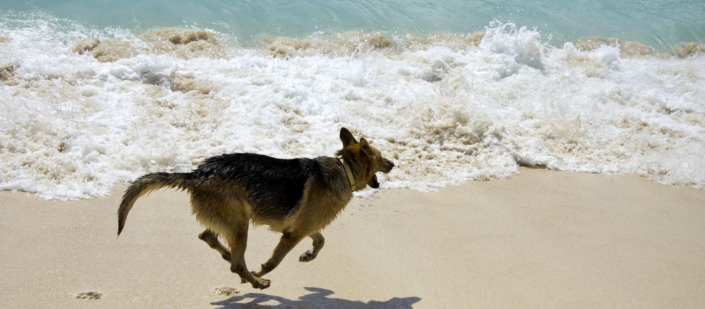 Dog Friendly Netherlands Antilles