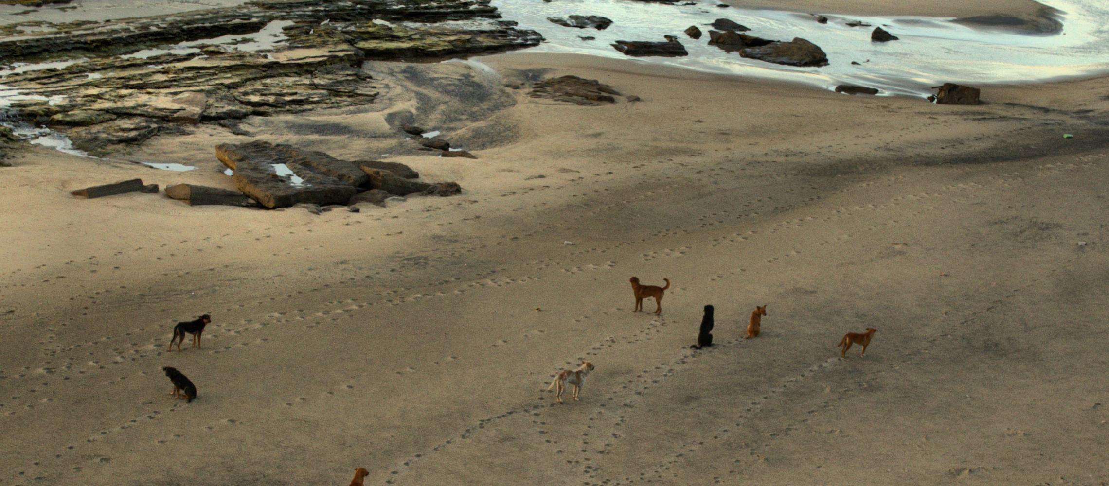 Dog Friendly Puerto Rico