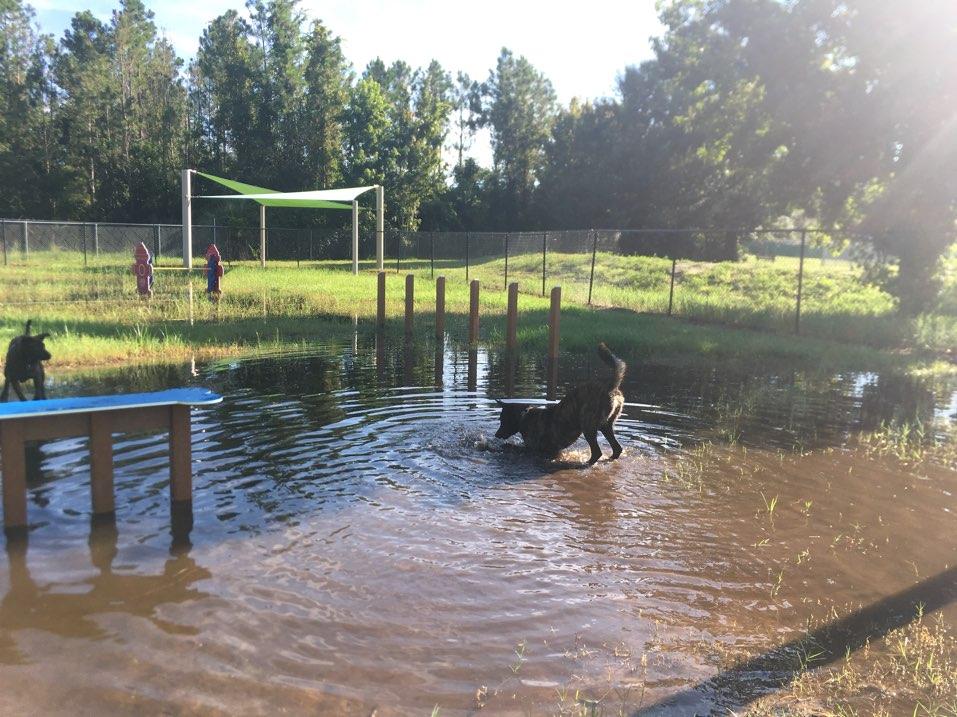 Coco loves water