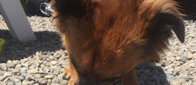 Dog Friendly Skaneateles, NY