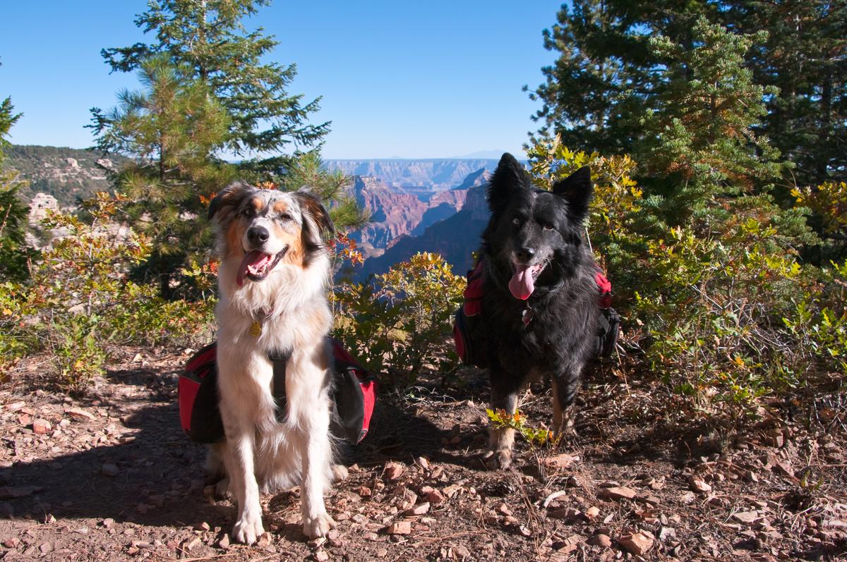 Dogs Ready to Hike the Grand Canyon