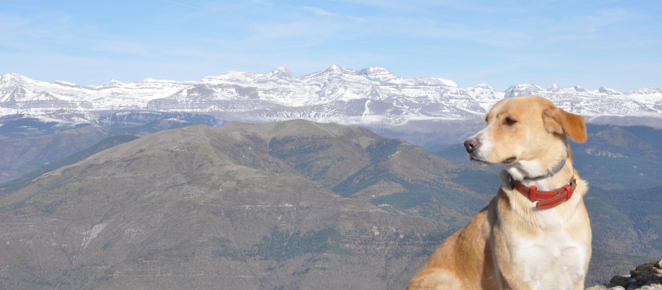 Dog Friendly Andorra