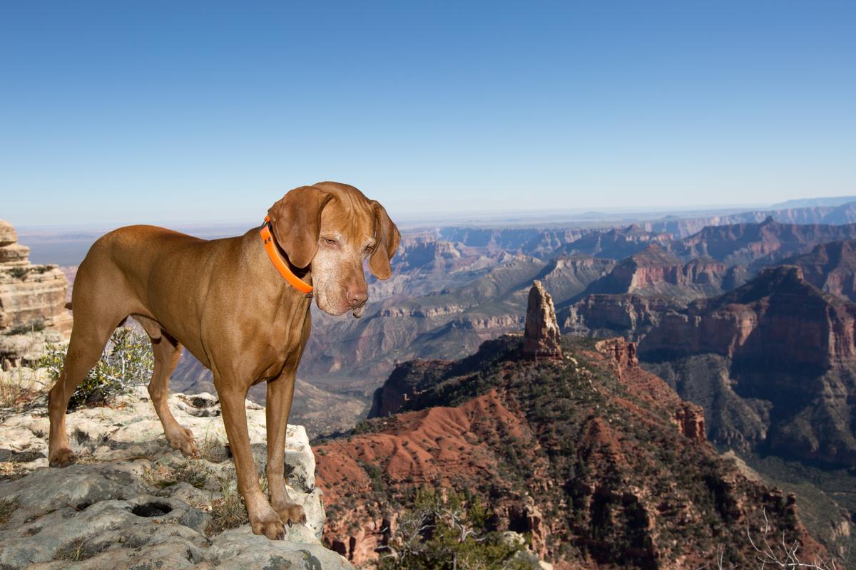 Vizsla Peers into the Grand Canyon