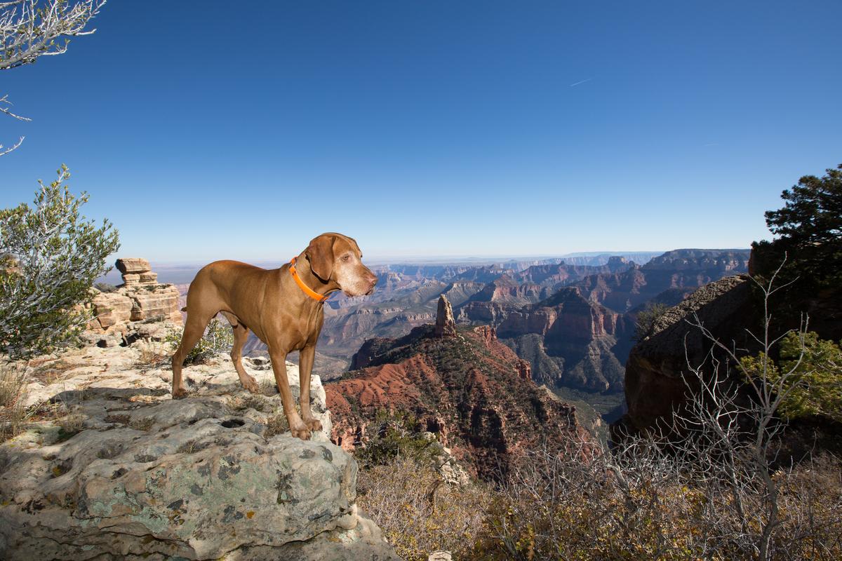 Enjoying Grand Canyon Views