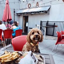 Local Burger Co. restaurant view 1