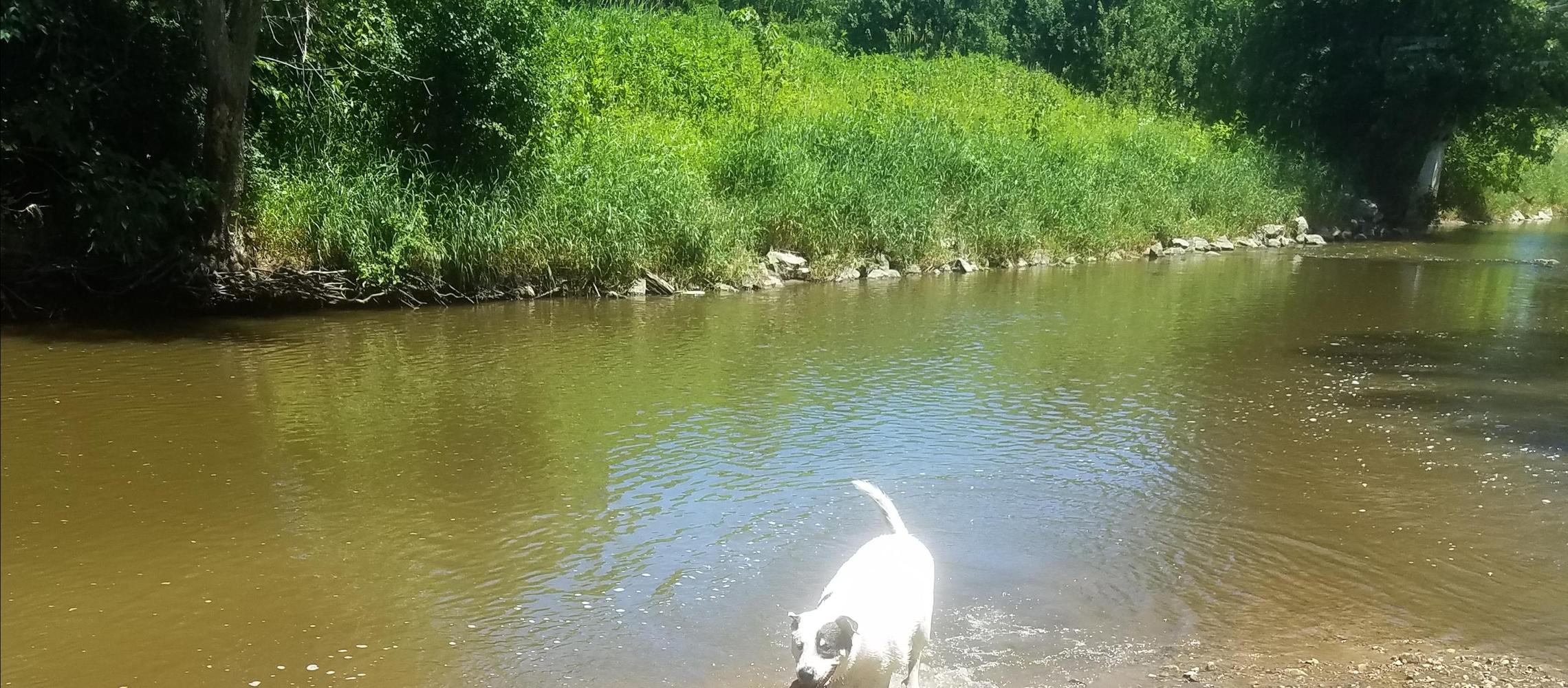 Dog Friendly Racine, WI