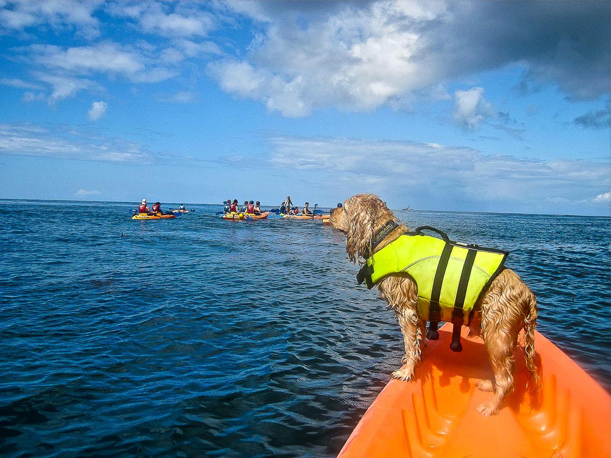 Kayaking on the Ocean