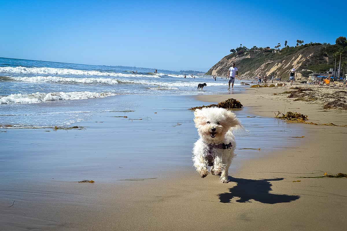 Happy Dog Running on the Beach
