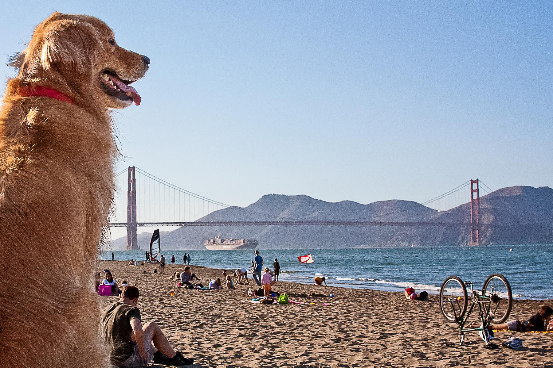 Crissy Field Park