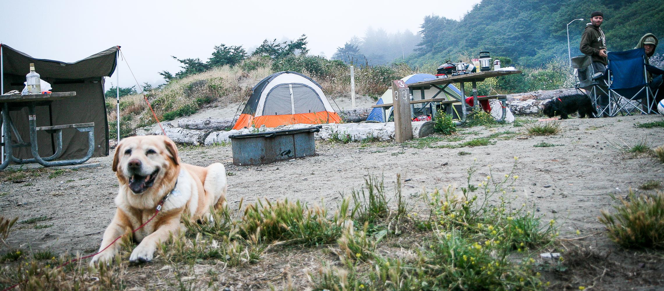 Dog Friendly Mckinleyville, CA