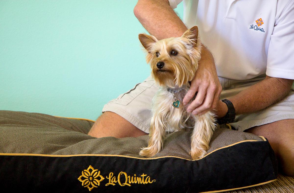 Dog Massage