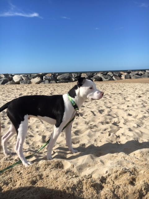 Eazy at Cape Henlopen State Park