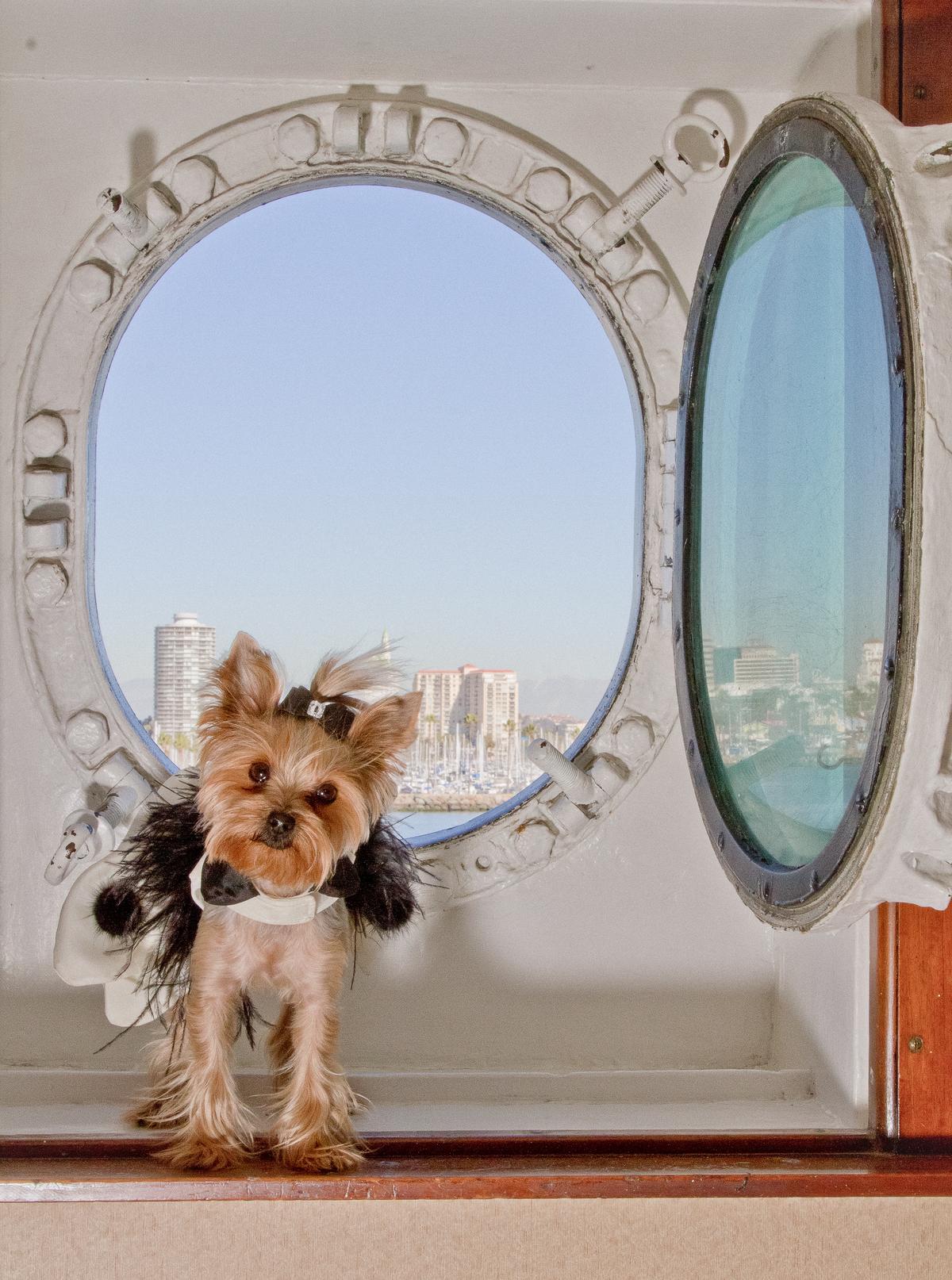Yorkie On Board the Queen Mary