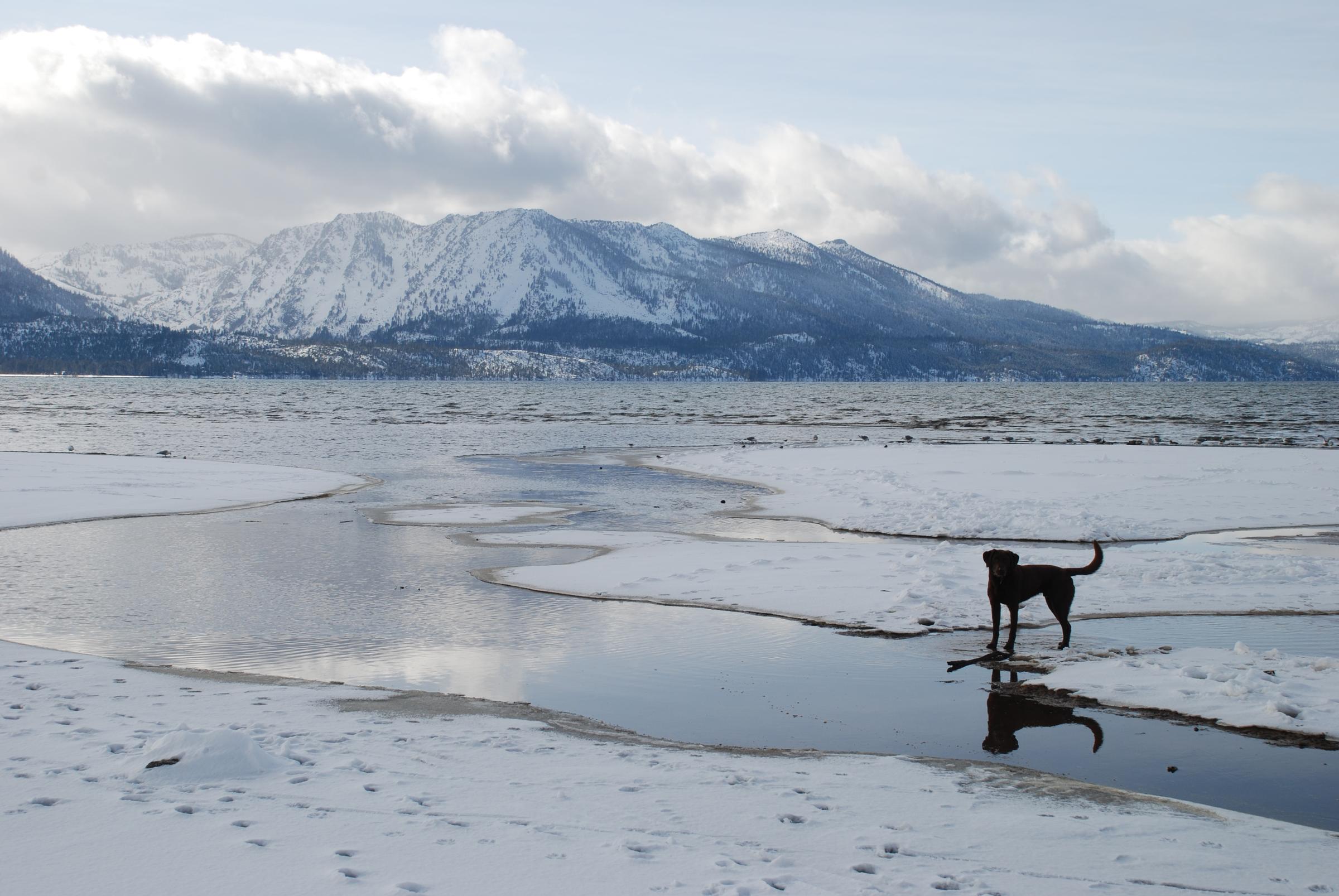 Dog Friendly Lake Tahoe Ca Bringfido