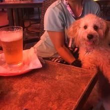 Red Zeppelin Pizza restaurant view 6