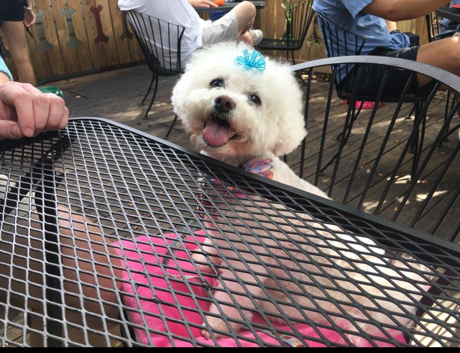 Lost Dog Cafe Is Pet Friendly