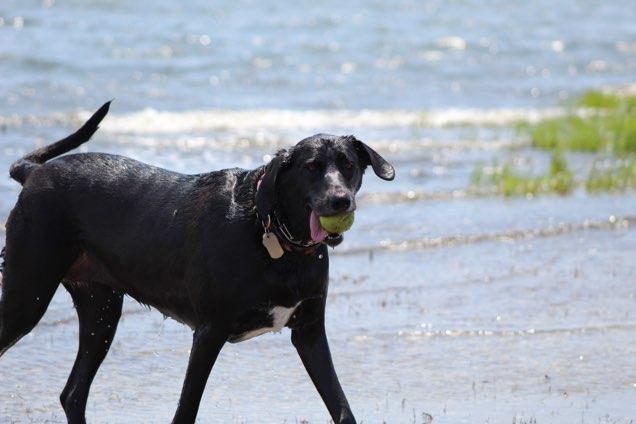 dog beach all the way!