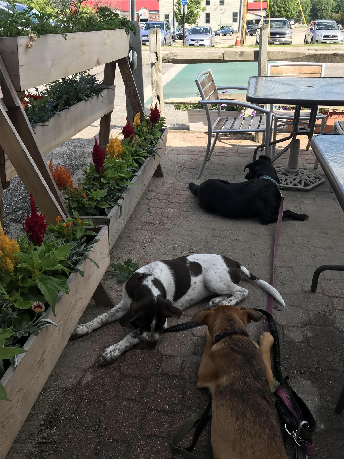 Gypsy Cafe restaurant view 4
