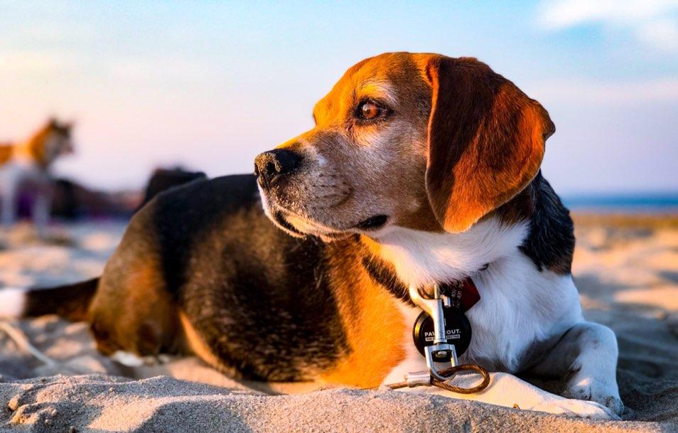 Dog Friendly Lewes De Bring Fido