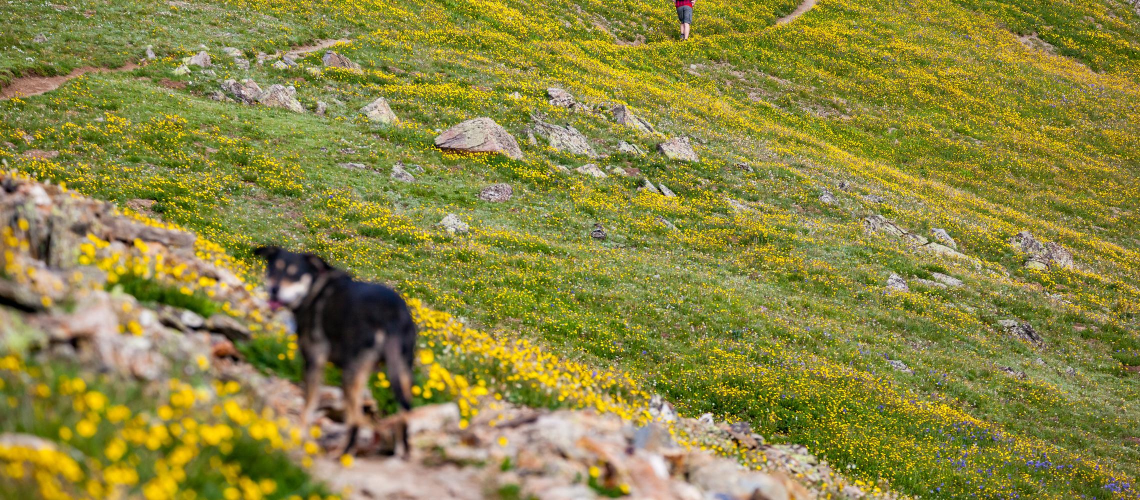 Dog Friendly Silverton, CO