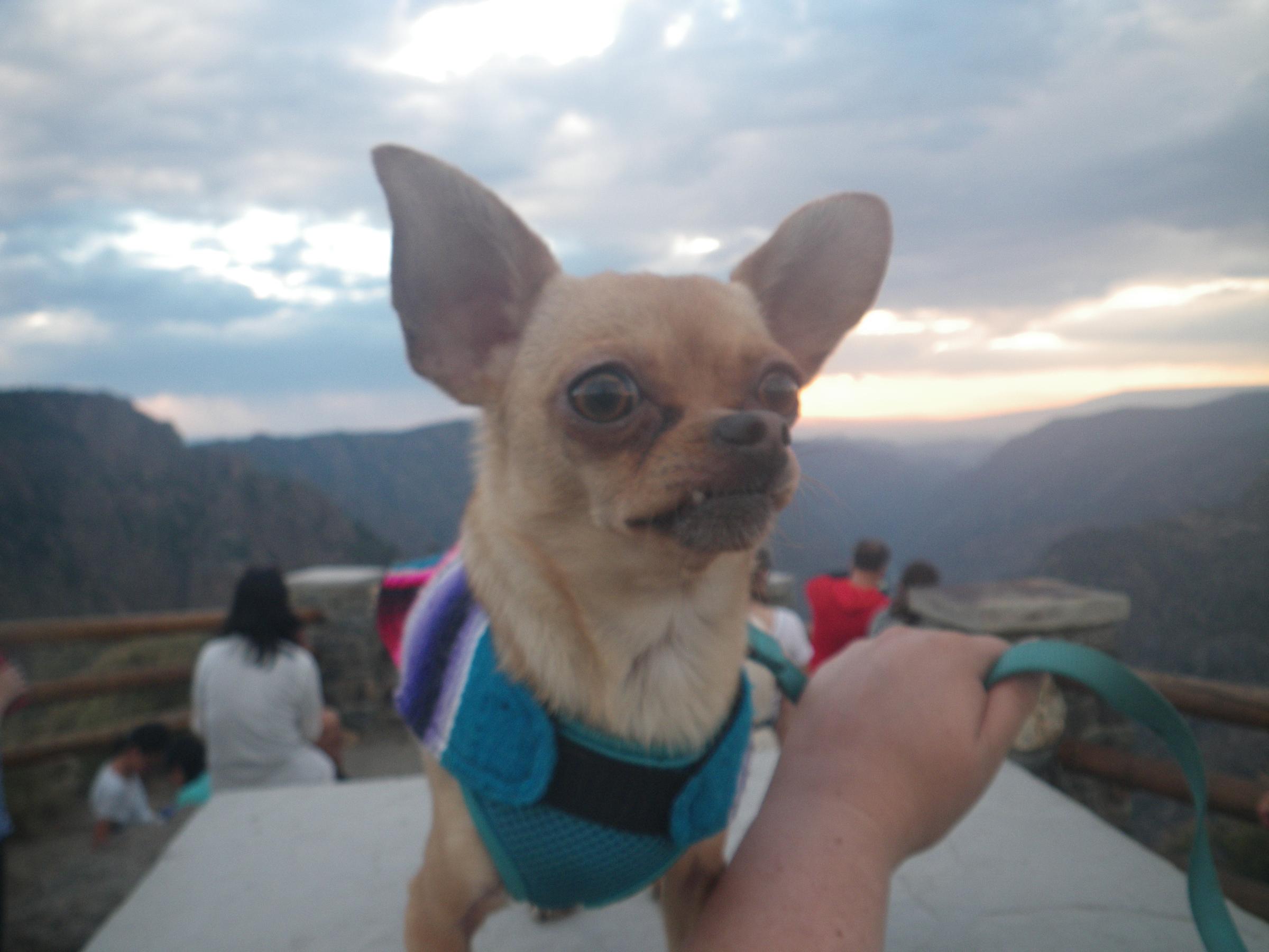 Pet Friendly Black Canyon of the Gunnison National Park