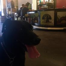 Angel City Brewery restaurant view 2