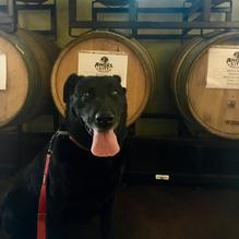 Angel City Brewery restaurant view 1