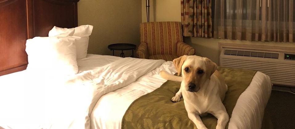 Dog Friendly Shepherdsville, KY
