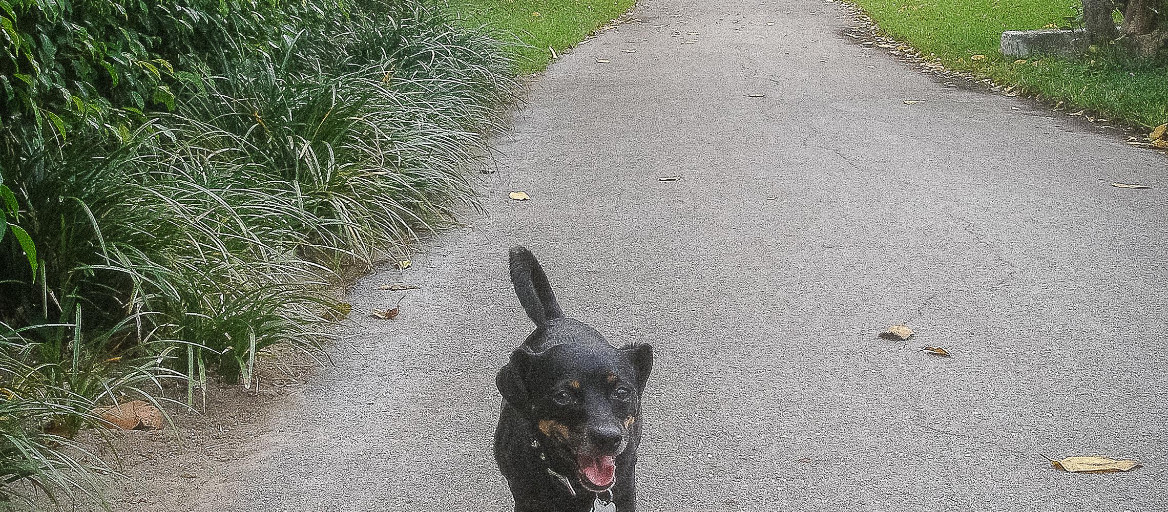 Dog Friendly Palm Beach, FL