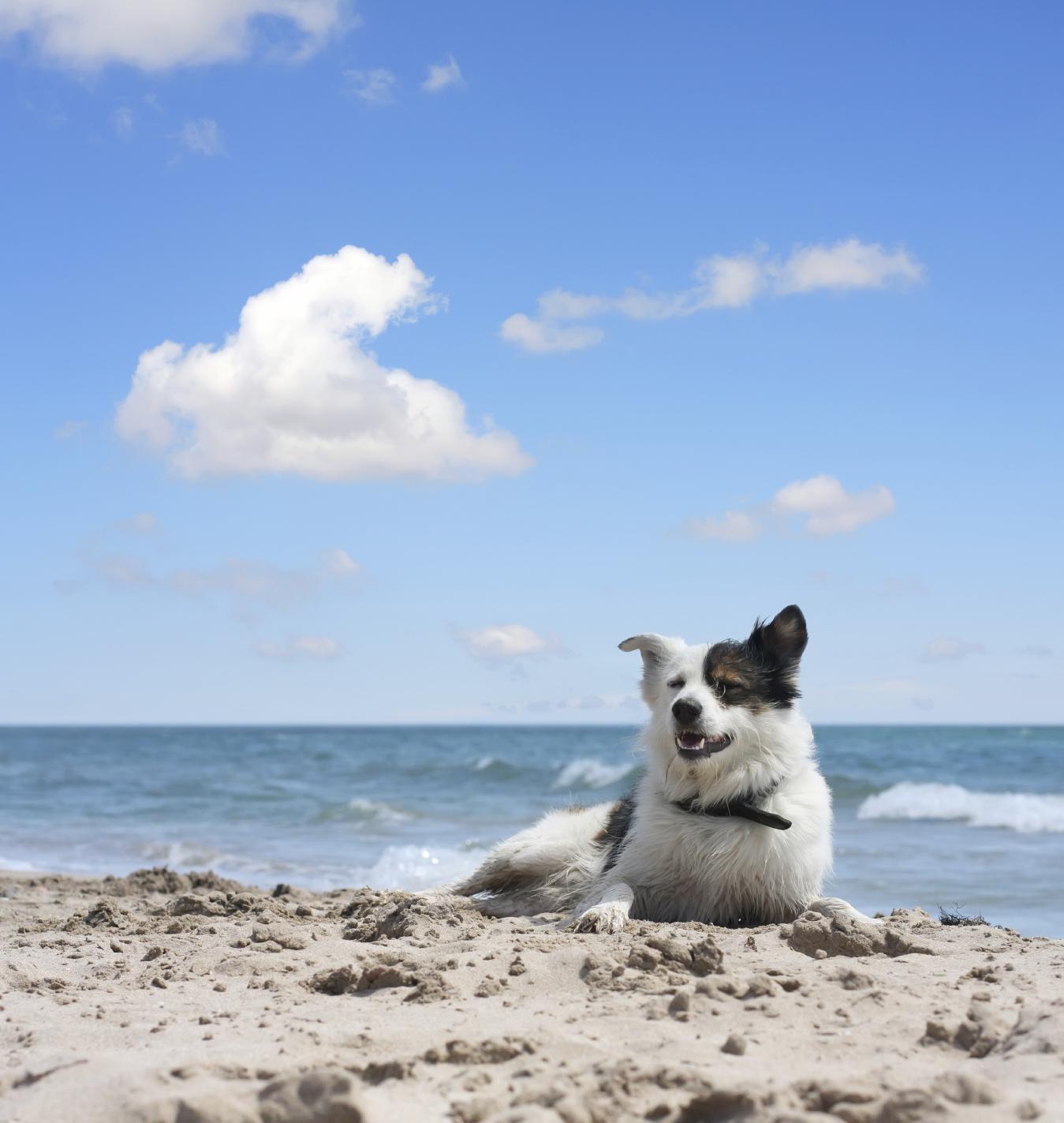 Fluffy Dog Relaxes On The Beach
