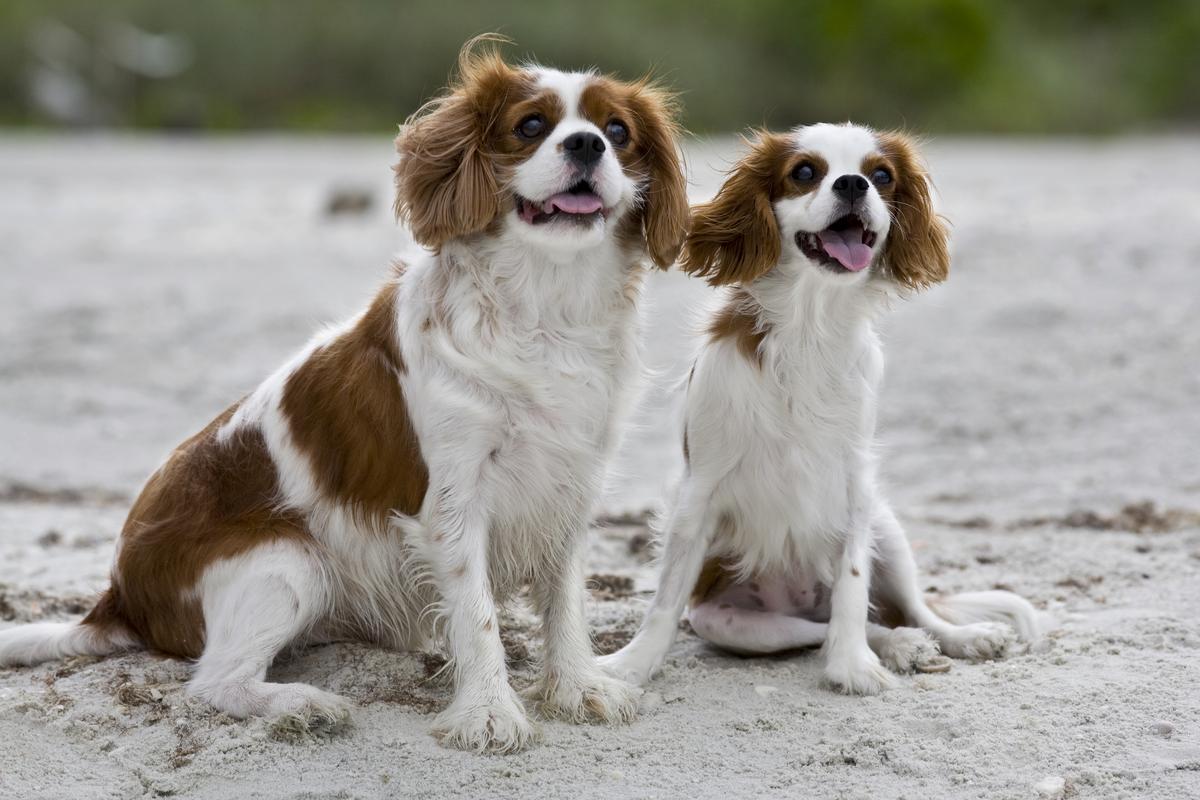 Cavalier King Charles Spaniels Enjoy the Beach