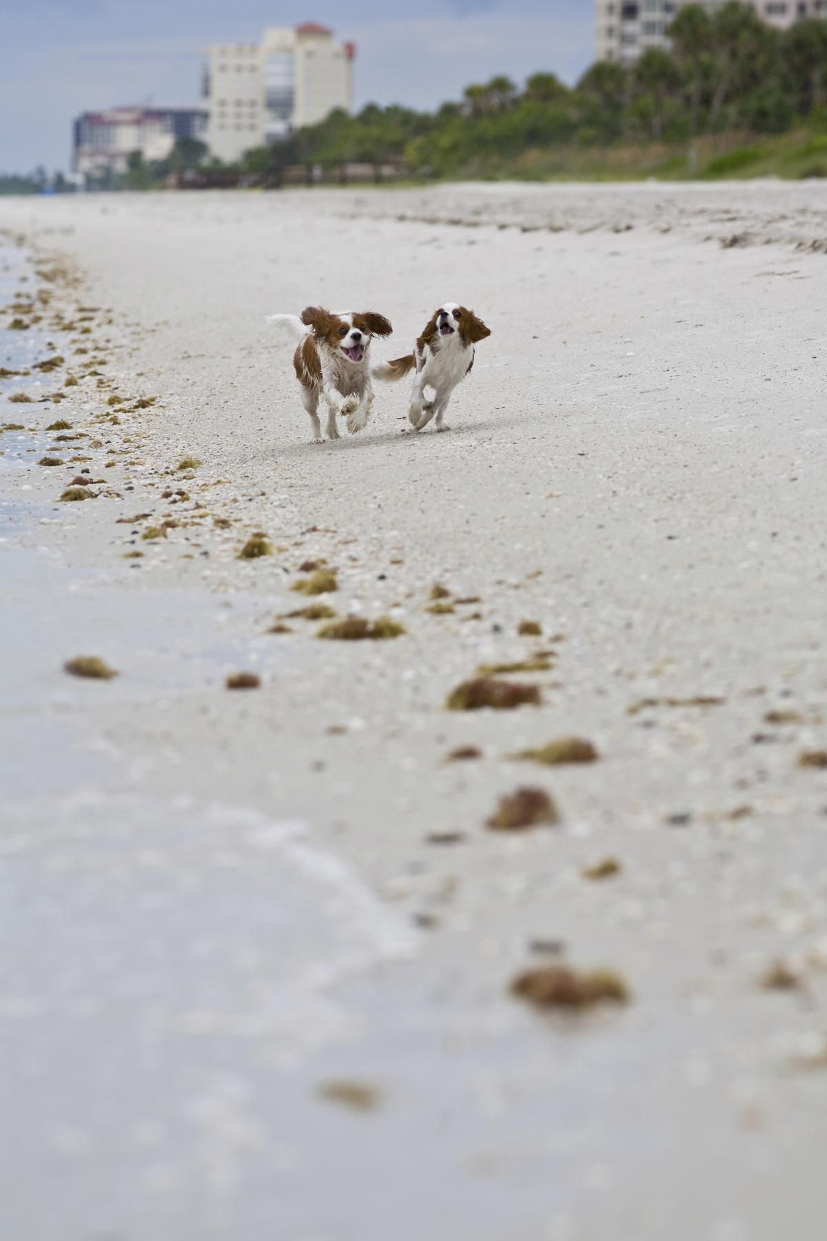 Cavalier King Charles Spaniels Run on the Beach