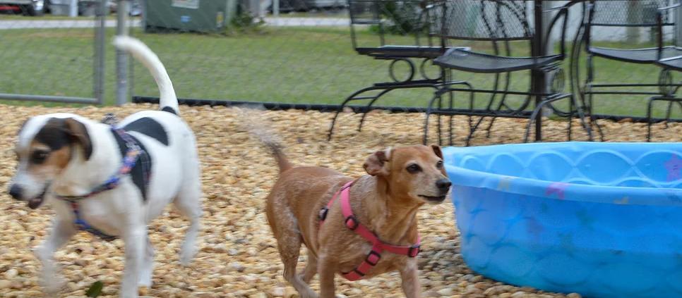 Dog Friendly Bushnell, FL