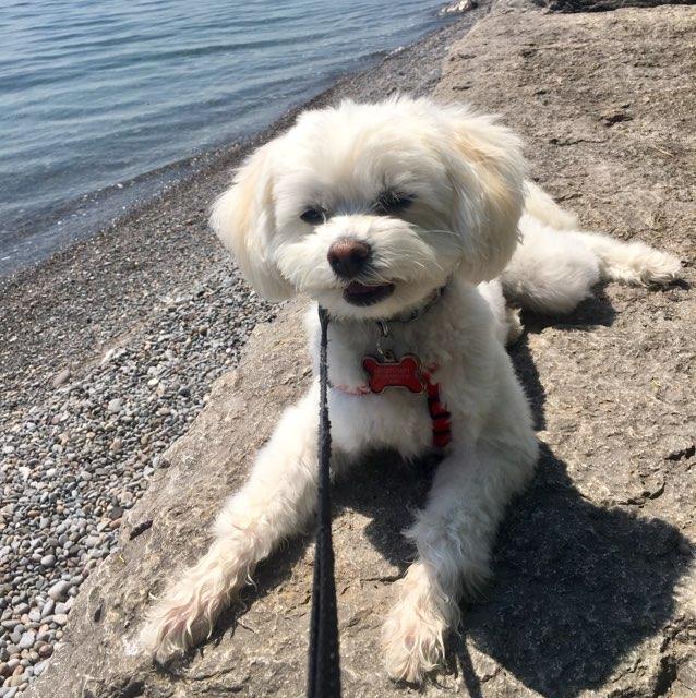 Dog Friendly Thunder Bay, ON BringFido