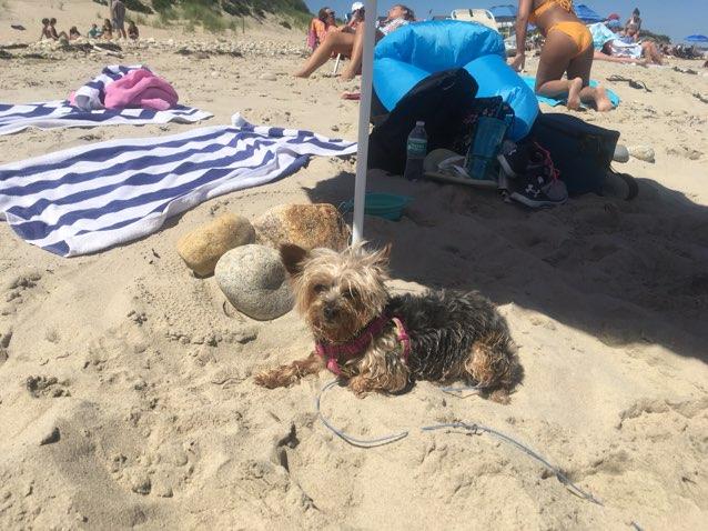 Dog Friendly Block Island Ri Bring Fido