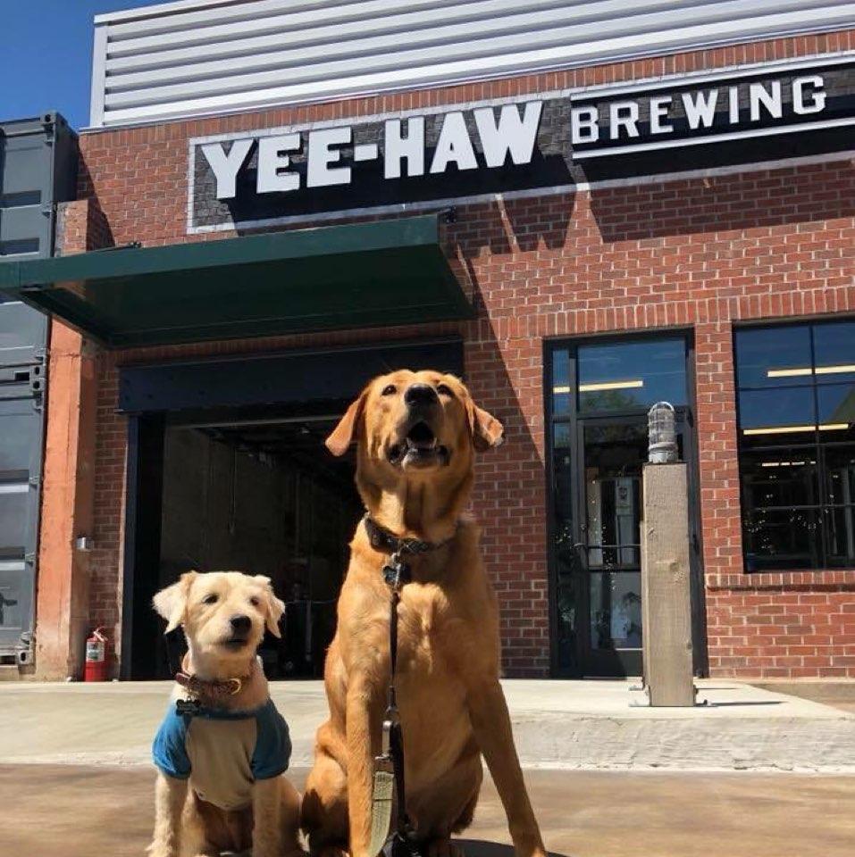 Yee-Haw Brewing Company restaurant view 8