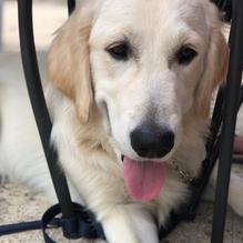 Obed & Isaac’s Microbrewery and Eatery restaurant view 11