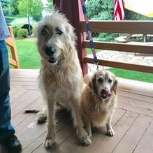 Sawmill Inn restaurant view 3